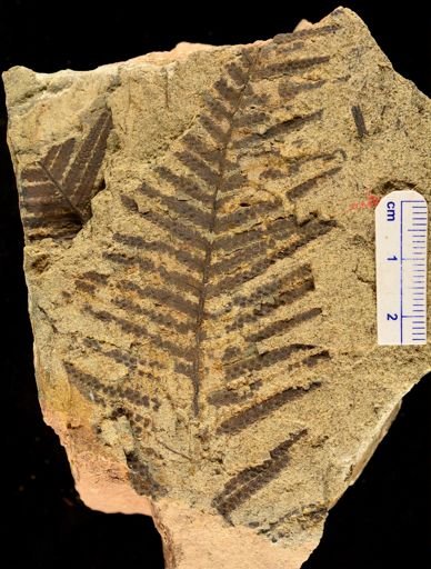 Microphyllopteris delicata