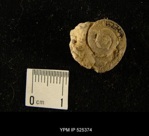 Macluritoidea?