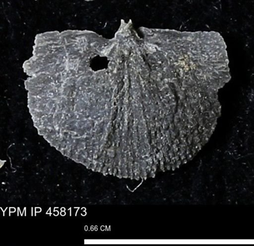 Chonetes mucronatus