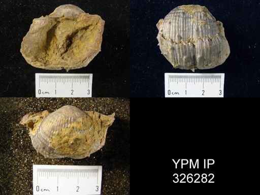 Productus costatus