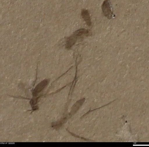undet. Insecta