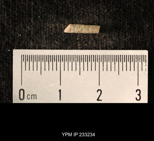 Archaeocidaris sp.