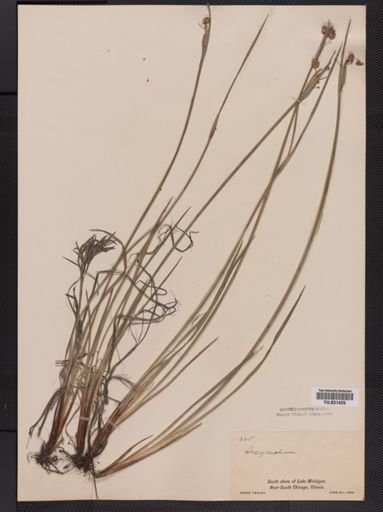 Sisyrinchium angustifolium