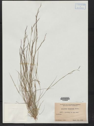 Aristida dichotoma