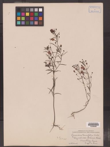 Gerardia tenuifolia