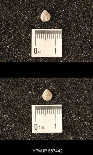 Camarotoechia whitei