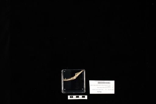 Boidae