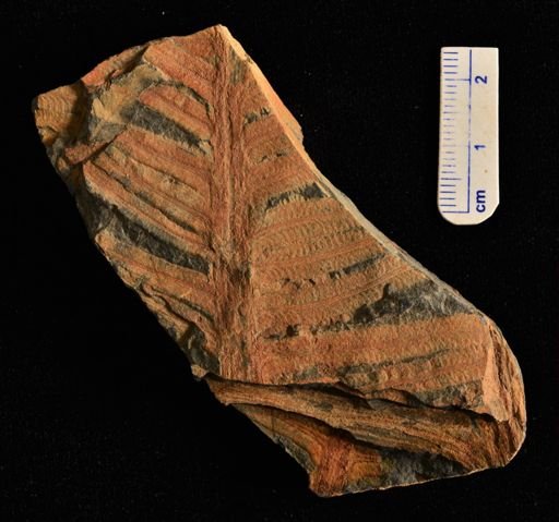 Pecopteris sp.