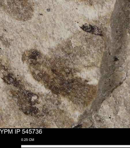 undet. Insecta
