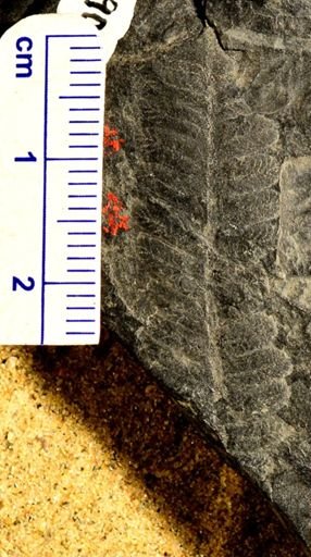 Pecopteris sp.