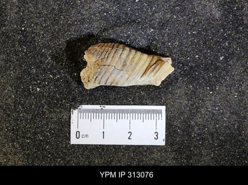 undet. Mollusca