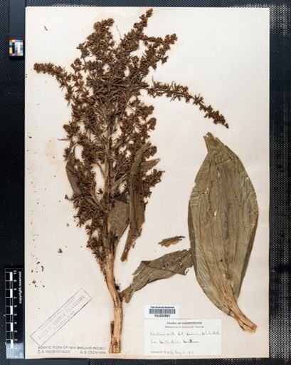 Veratrum viride