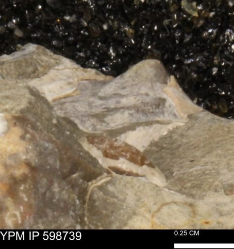 Scaphitidae