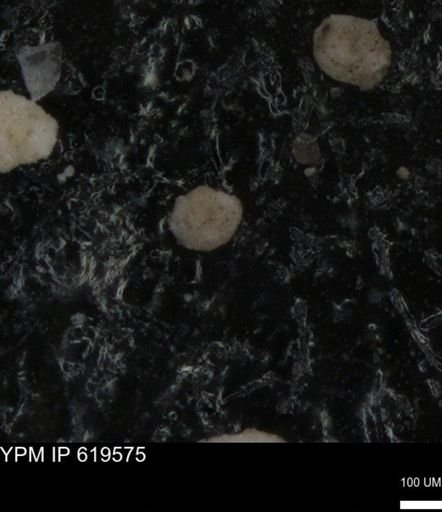 undet. Foraminiferida