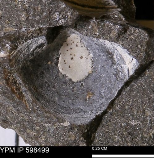 Limopsis striatopunctatus