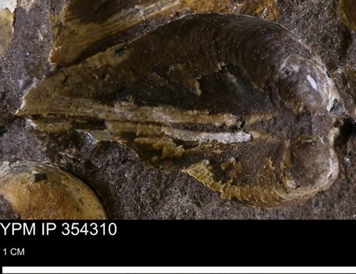 undet. Bivalvia