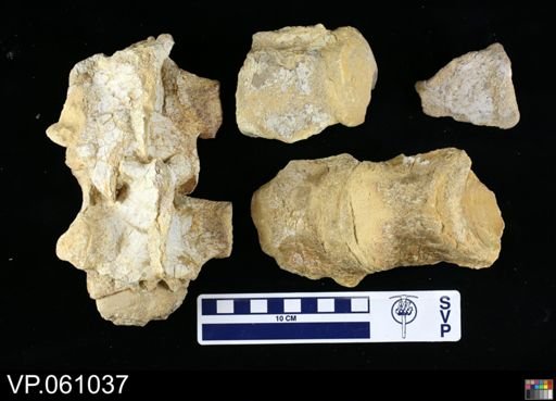 undet. Mosasauridae