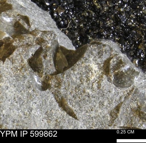 Protocardia subquadrata