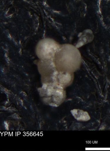 undet. Foraminiferida