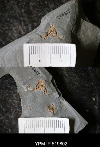 undet. Stylophora
