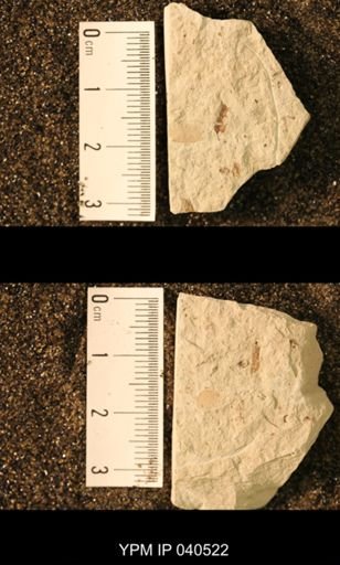 Probnis speciosa