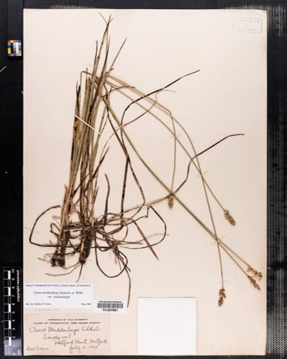 Carex muehlenbergii