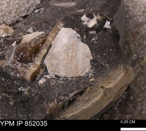 undet. Mollusca
