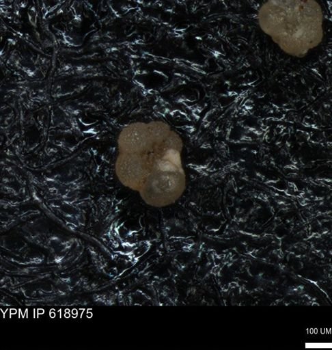 undet. Rugoglobigerinidae