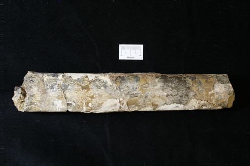 Baculites sp.