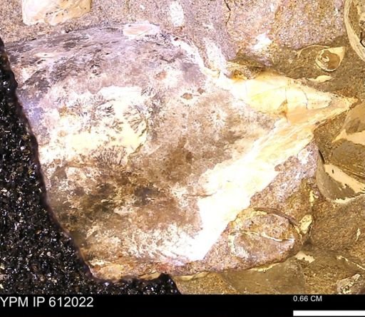 undet. Bakevelliidae