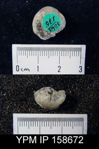 Pentamerus oblongus