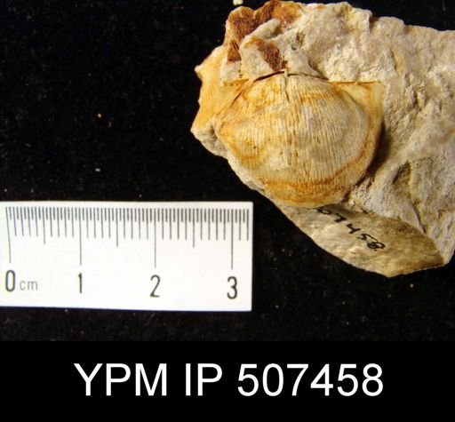 Eodevonaria sp.