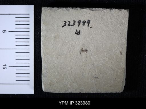 undet. Staphylinidae