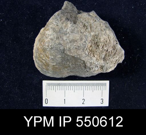 Pustula semipunctata