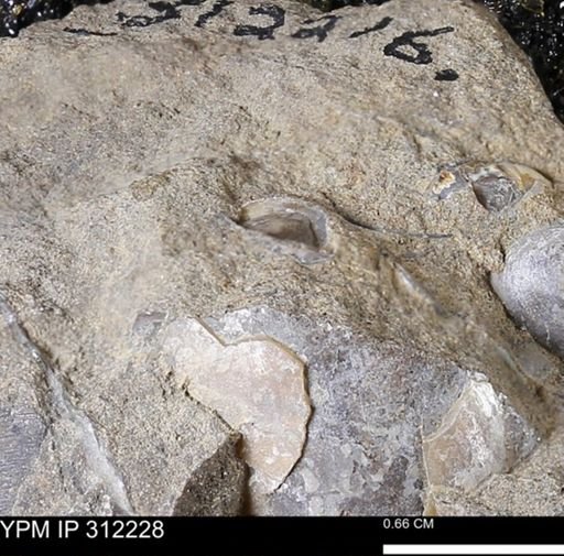 undet. Bivalvia