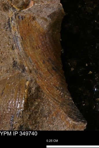 Limopsis striatopunctatus