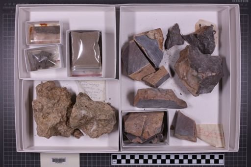 mixed taxa, stratigraphic collection