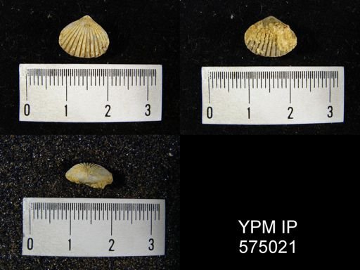 Anastrophia sp.
