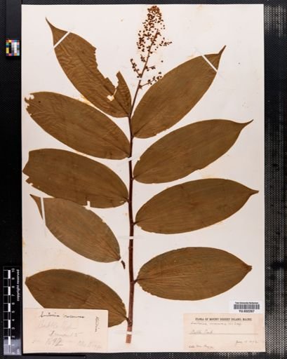Maianthemum