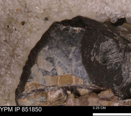undet. Mollusca