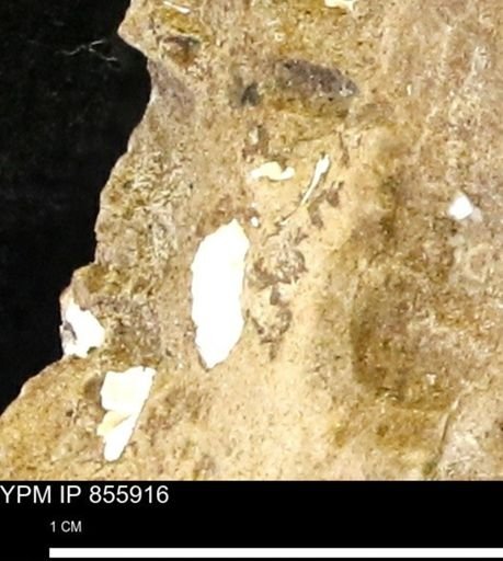 undet. Mollusca