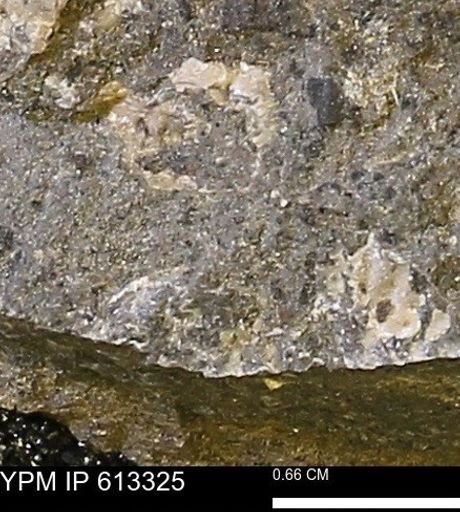 Scaphites sp.