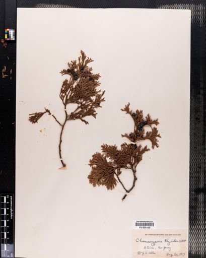 Chamaecyparis thyoides