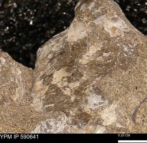 Ostrea translucida?
