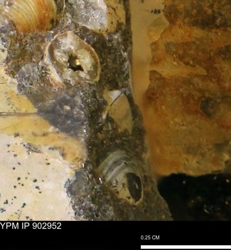Corbulamella sp.