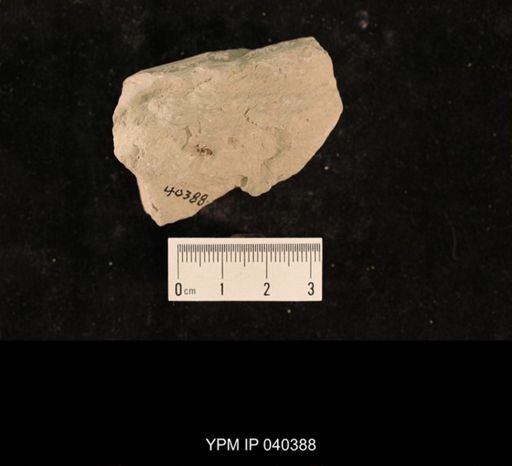 Paraprisca fragilis