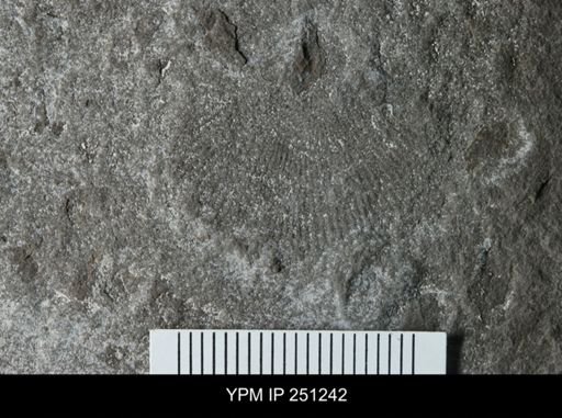 Eccentricosta sp.
