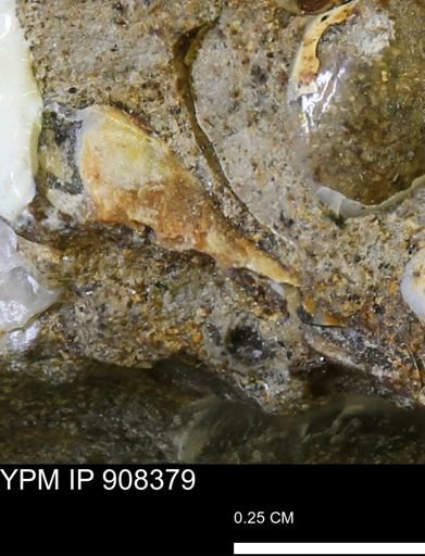 undet. Mollusca
