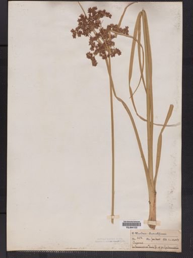 Cyperus