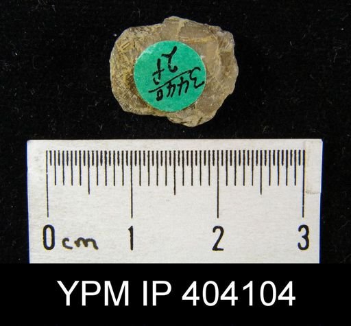 undet. Brachiopoda